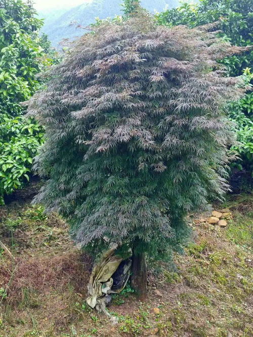 苗多多实地认证 兴安县枫华园林