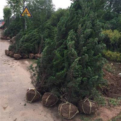 苗圃绿化苗木四季常青龙柏松苗 道路庭院树苗 工程绿化苗造型优美