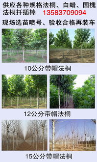 3年冒5公分法桐树山东菏泽价格价格 厂家 图片