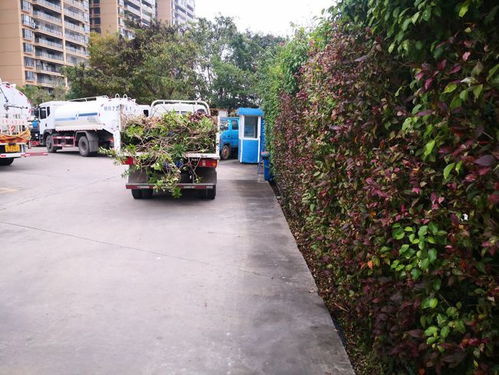 贵港市城市管理监督局园林绿化中心开展节前大扫除卫生整治活动