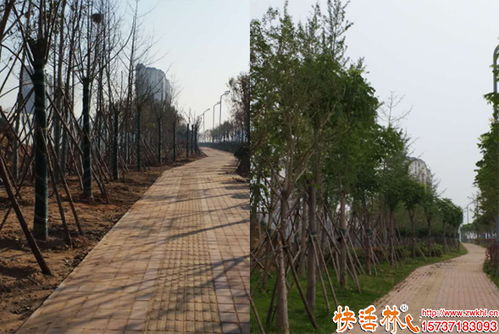树木养护怎么判断根系出了问题,树木移栽用什么生根剂